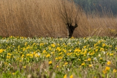 WVR 2016-9562.jpg