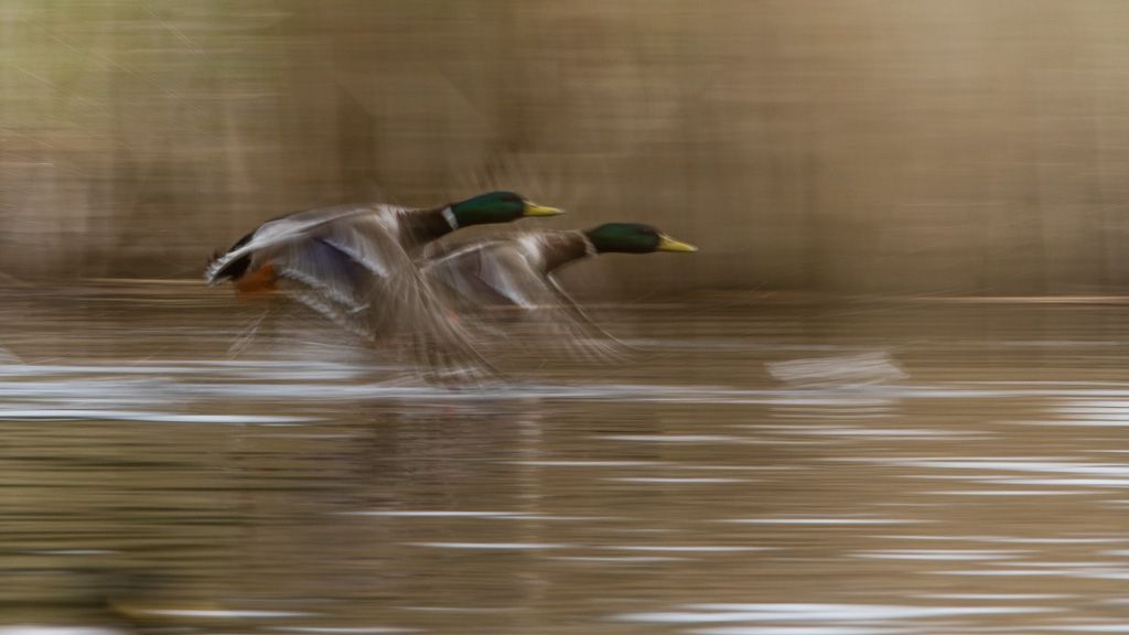 chasing ducks