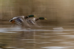 chasing ducks