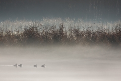 Misty Morning